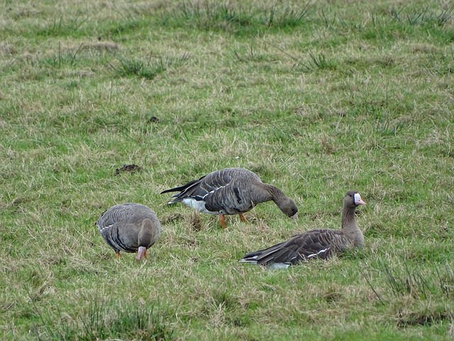 胜的关键 胜的关键