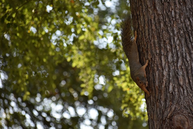 迪马利亚做 迪马利亚做