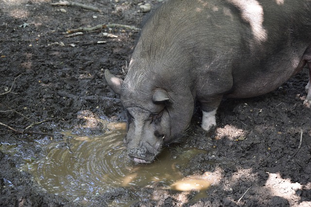 消息披露！拜仁內部預測諾伊爾或將2024年復出！.